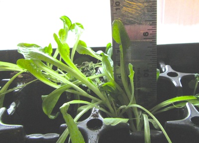 hydroponics gardening download